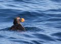 Tufted Puffin